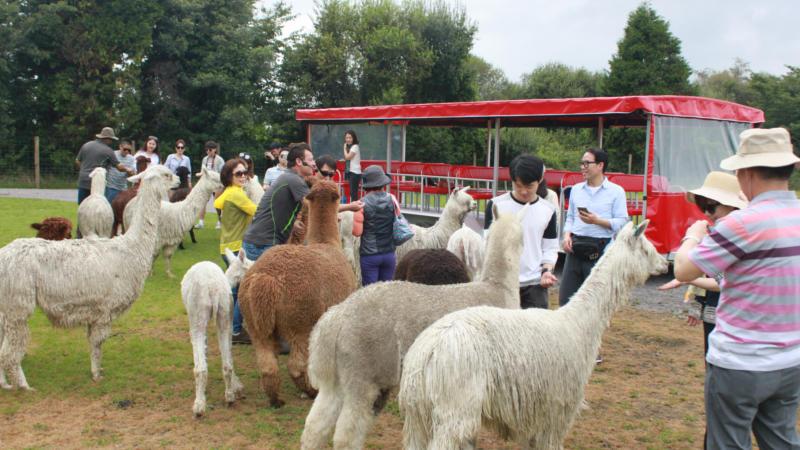  THE FARM TOUR AND SHEEP SHEARING SHOW ( ROTORUA HERITAGE FARM) feeding the lamas